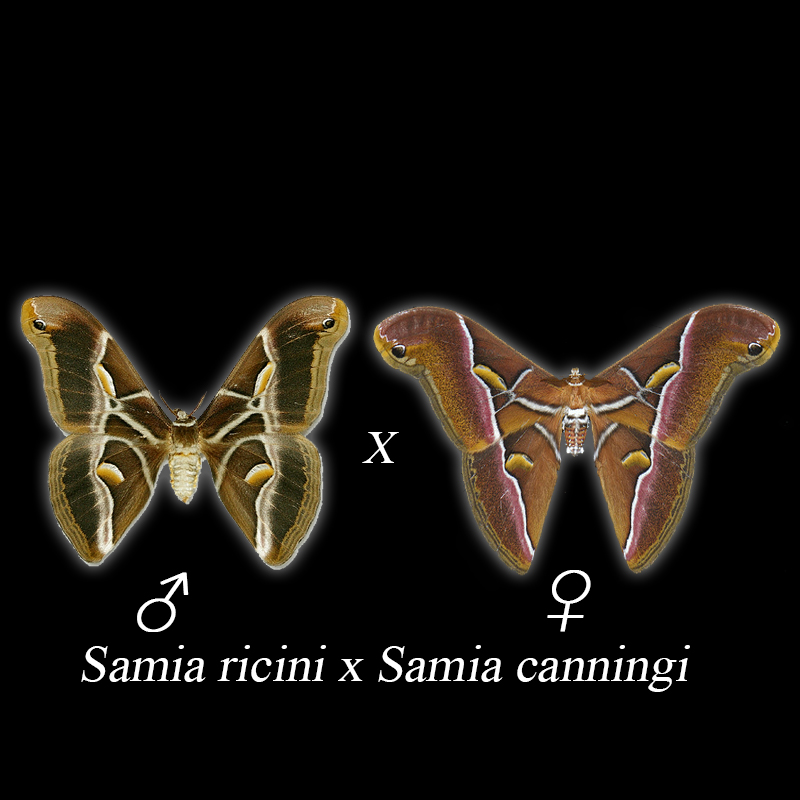 Samia ricini x Samia canningi